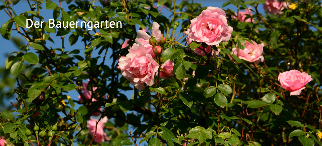 Der Abshof - Der Bauerngarten