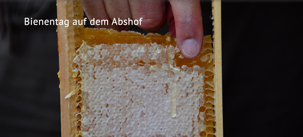 Der Abshof - Bienentag