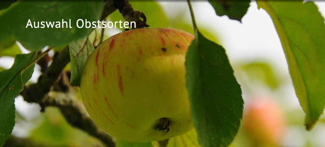 Der Abshof - Auswahl empfehlenswerter Obstsorten für rhein. Streuobstwiesen