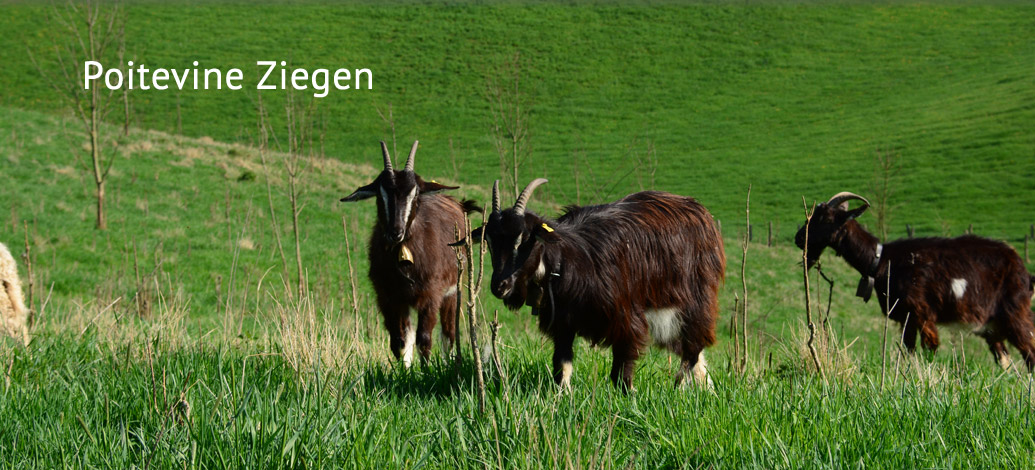 Der Abshof - Poitevine Ziegen