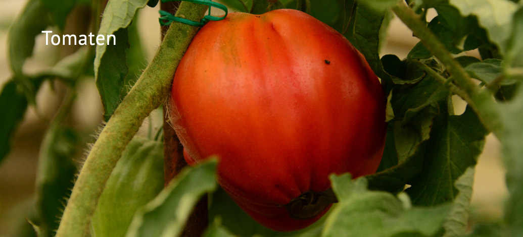 Der Abshof - Der Bauerngarten