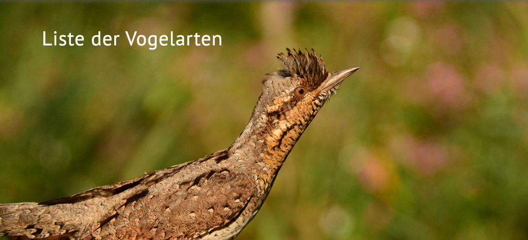 Der Abshof - Liste der Vogelarten